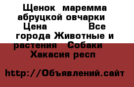 Щенок  маремма абруцкой овчарки › Цена ­ 50 000 - Все города Животные и растения » Собаки   . Хакасия респ.